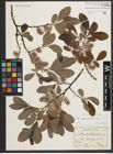 Foto von Salix appendiculata Vill.